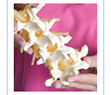 Learn More About New York Chiropractic College! NYCC photo