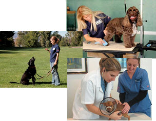 Animal Behavior College Online