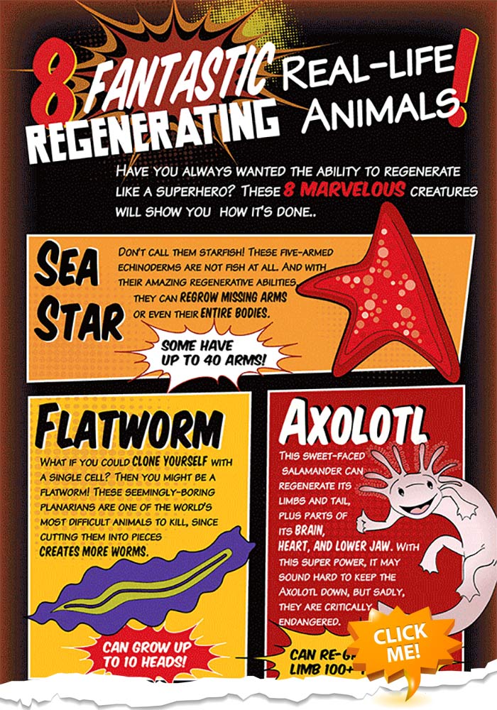 regenerating-animals-infographic